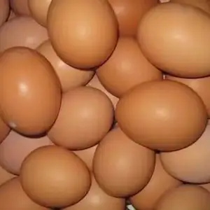 Тухми мурги Ломан Бравн, Яван