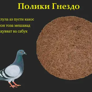 Полики гнездои кафтар, Душанбе