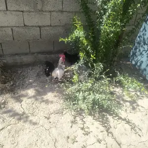 Хурус японча, Душанбе