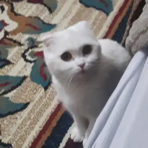Британская вислоухая кошка, Душанбе