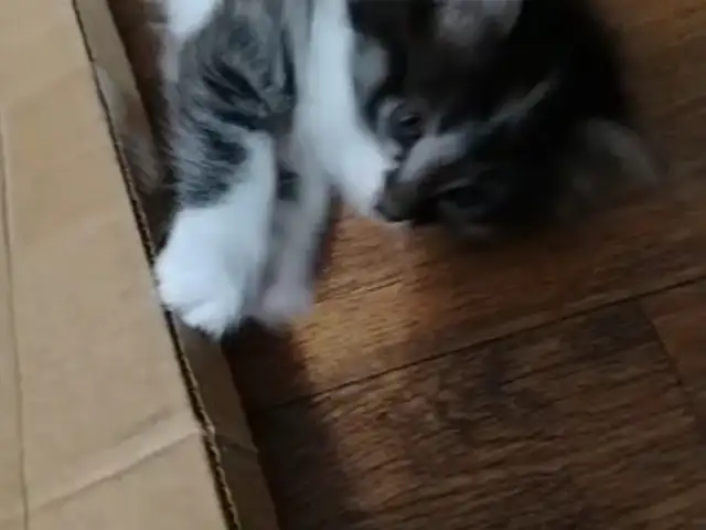 Котенок, Душанбе