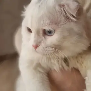 Кот на вязку Скоттиш Фолд, Худжанд