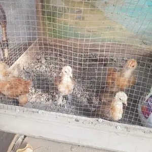 Мурги японча, Худжанд
