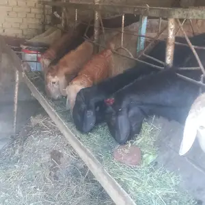 Гусфанди кушкор, Худжанд