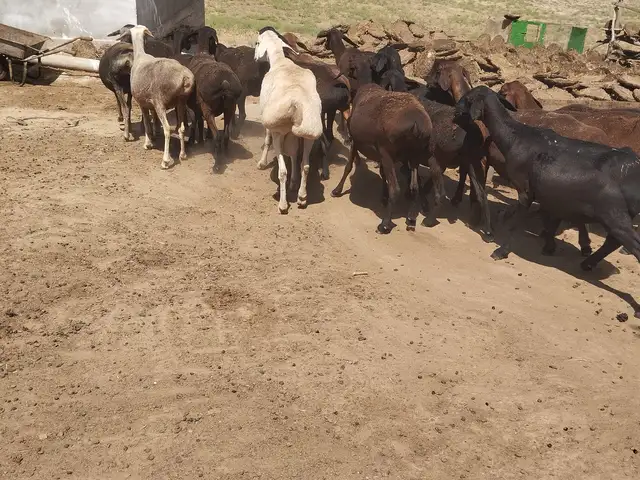 Гуспандхои хисори, Восеъ