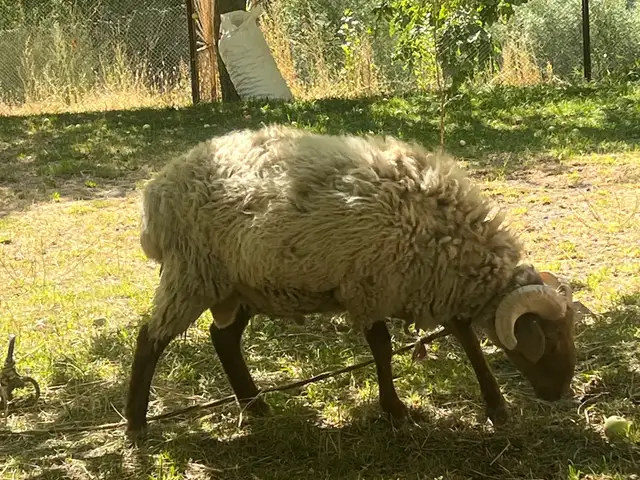 Гусфанд, Хоруғ