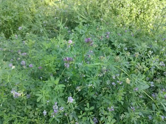 Алафи Юнучка, Худжанд