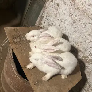 Кролик хикол, Худжанд