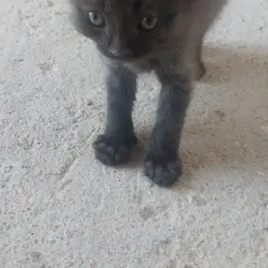Шотландские кошки, Душанбе