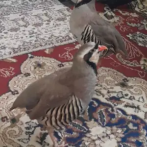 Кабк, Душанбе