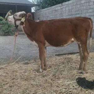 Гуноҷини симентал, Душанбе