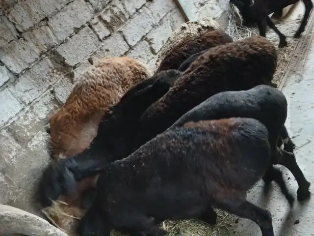 Солукхо, Хуҷанд