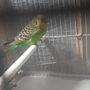 Попугай, Душанбе