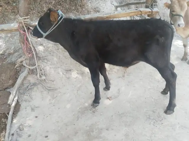 Бкача, Душанбе
