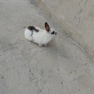Харгушча, Душанбе
