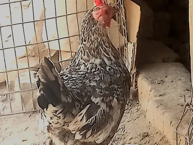 Япончаи тухмкун, Душанбе