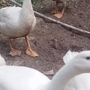 Гоз, Душанбе