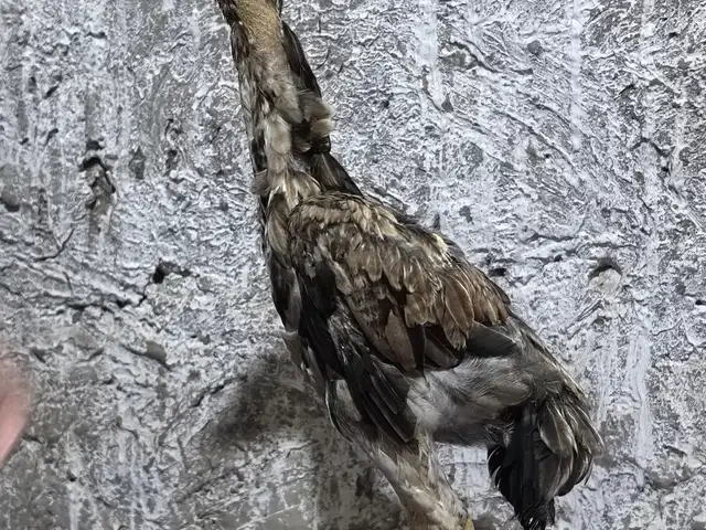 Дакан, Кабодиён