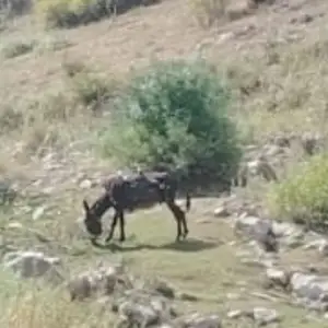 Хар, Айни