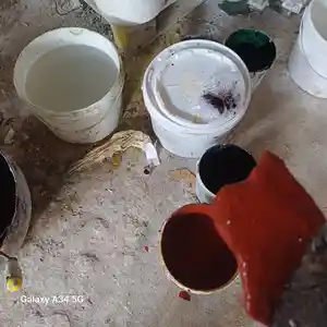Колер бордовый, Душанбе
