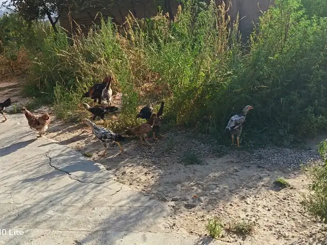 Хуруз, Душанбе