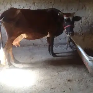 Гов бо гусолааш, Душанбе