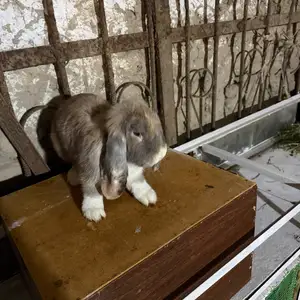 Кролик Французский баран, Худжанд