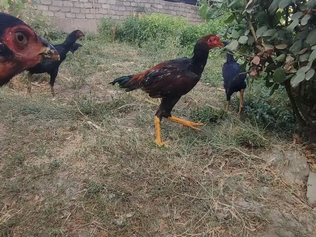 Дакан, Душанбе