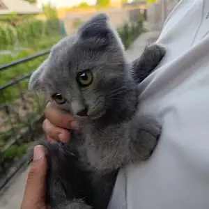 Шотландская кошка, Бохтар (Курган-Тюбе)