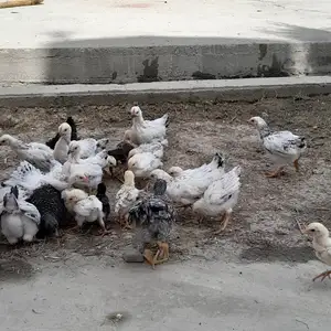 Чучахои рябушка ва дакан, Душанбе