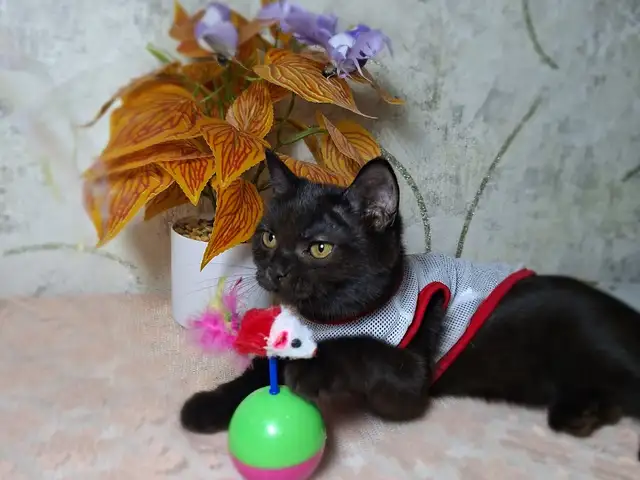 Британский котенок мальчик, Худжанд