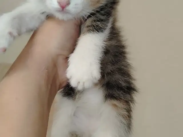 Котенок, Душанбе
