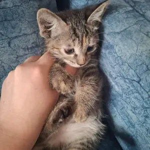 Котята даром, Худжанд