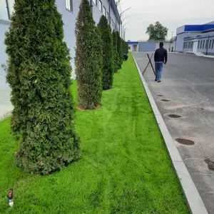Туя смарагд, Душанбе