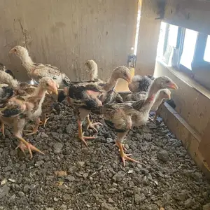 Хурузчуча, Худжанд