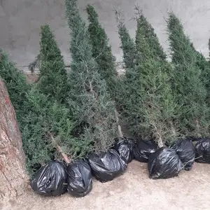 Дерево мажавелик, Душанбе