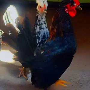 Мурги японча, Исфара