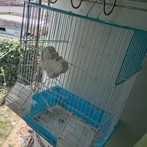Клетка, Худжанд
