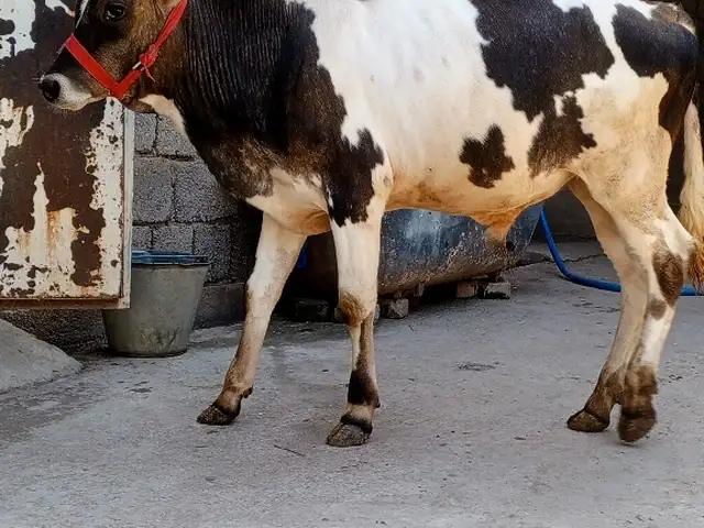 Букаи сементал, Ваҳдат