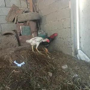 Хуруз, Конибодом