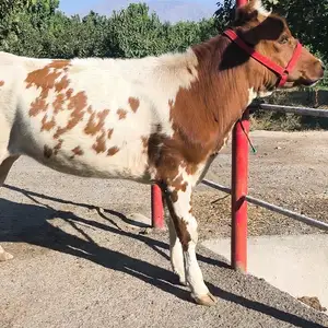 Гуночин, Худжанд