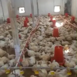 Птицеферма в аренду, Рӯдакӣ