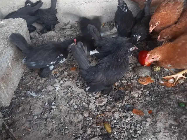 Мург японча, Турсунзаде