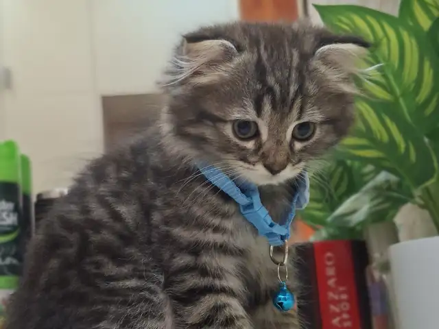 Шотландский вислоухий котёнок, Хуҷанд