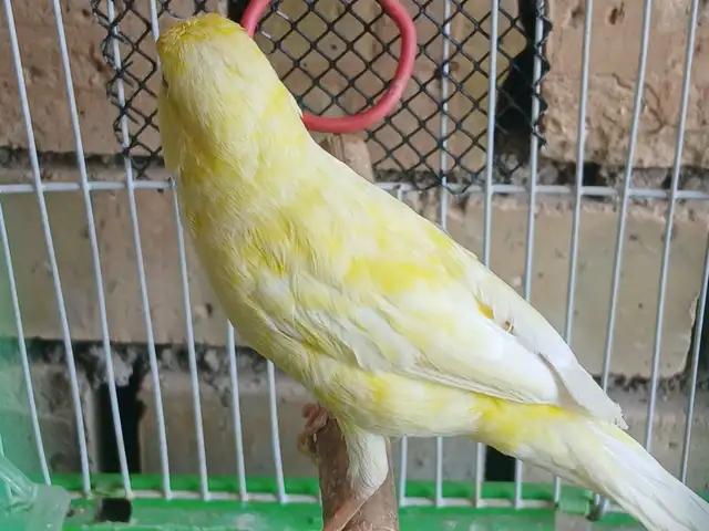 Канарейка, Душанбе