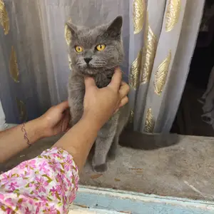 Кошка, Душанбе