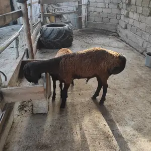 Кучкор, Гиссар