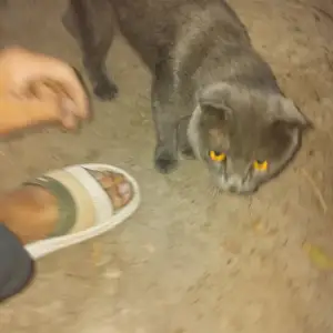 Кошка, Худжанд