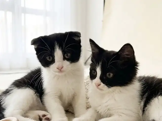 Шотландские вислоухие котята, Душанбе