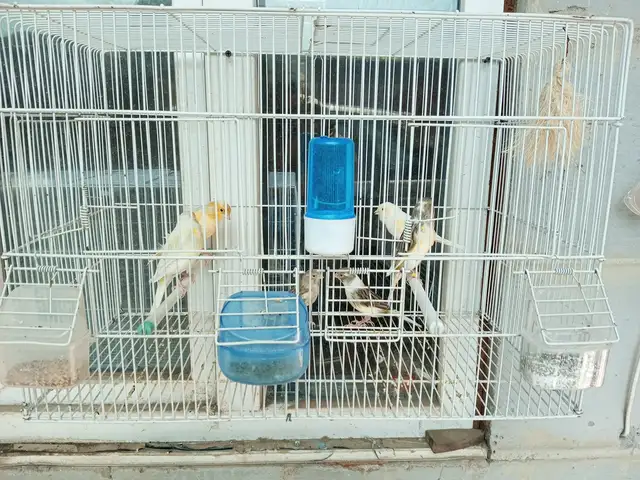 Канарейки, Турсунзаде